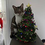 Willow joined the competition — help win amazing prizes! cat, christmas_tree, colorful, curious, cute, decoration, door, feline, festive, floor, green, holiday, home, indoor, ornaments, pet, plant, star, tabby, table