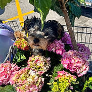 Sarabi joined the competition — help win amazing prizes! animal, black_and_white, cute, dog, facial_hair, flowers, garden_center, greenery, hydrangeas, leaves, outdoor, pet, pink_flowers, portrait, potted_plants, puppy, shaggy, shopping_cart, small_dog, sunlight