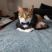 Puddy joined the competition — help win amazing prizes! cat, tuxedo, pet, animal, bed, blanket, indoor, feline, green_eyes, resting, portrait, cute, domestic_cat, whiskers, tabby, lamp, furniture, cozy, looking_at_camera, household