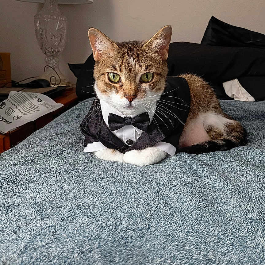 Puddy joined the competition — help win amazing prizes! cat, tuxedo, pet, animal, bed, blanket, indoor, feline, green_eyes, resting, portrait, cute, domestic_cat, whiskers, tabby, lamp, furniture, cozy, looking_at_camera, household
