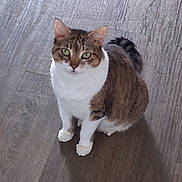 Puddy joined the competition — help win amazing prizes! cat, tabby, white_fur, green_eyes, pet, animal, indoor, wooden_floor, sitting, looking_up, feline, cute, domestic_cat, fur, whiskers, ears, tail, paws, attention, curious