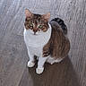 cat, tabby, white_fur, green_eyes, pet, animal, indoor, wooden_floor, sitting, looking_up, feline, cute, domestic_cat, fur, whiskers, ears, tail, paws, attention, curious
