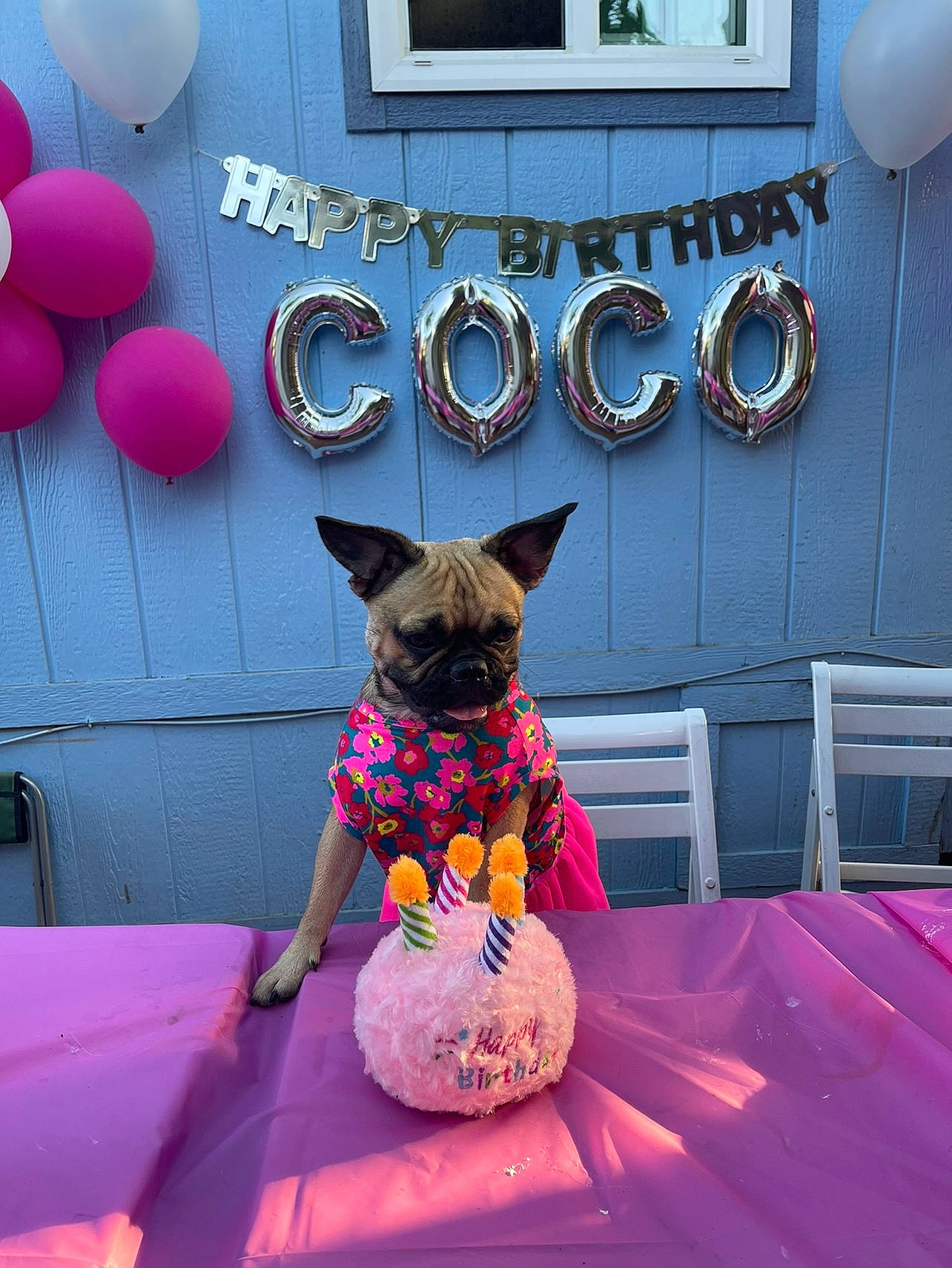Coco is registered to the contest to win money with this photo: balloon, blue, carnivore, companion_dog, dog, dog_breed, dog_supply, fawn, flooring, fun, happy, magenta, picture_frame, pink, plant, purple, red, snout, vertebrate, window