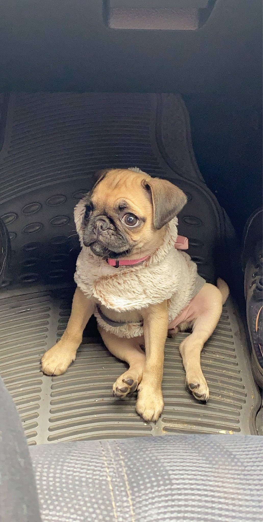 Chanel joined the competition — help win amazing prizes! canidae, carnivore, chair, companion_dog, dog, dog_breed, dog_clothes, dog_collar, dog_supply, fawn, flooring, fur, human_body, pug, snout, sporting_group, toy_dog, whiskers, working_animal, wrinkle