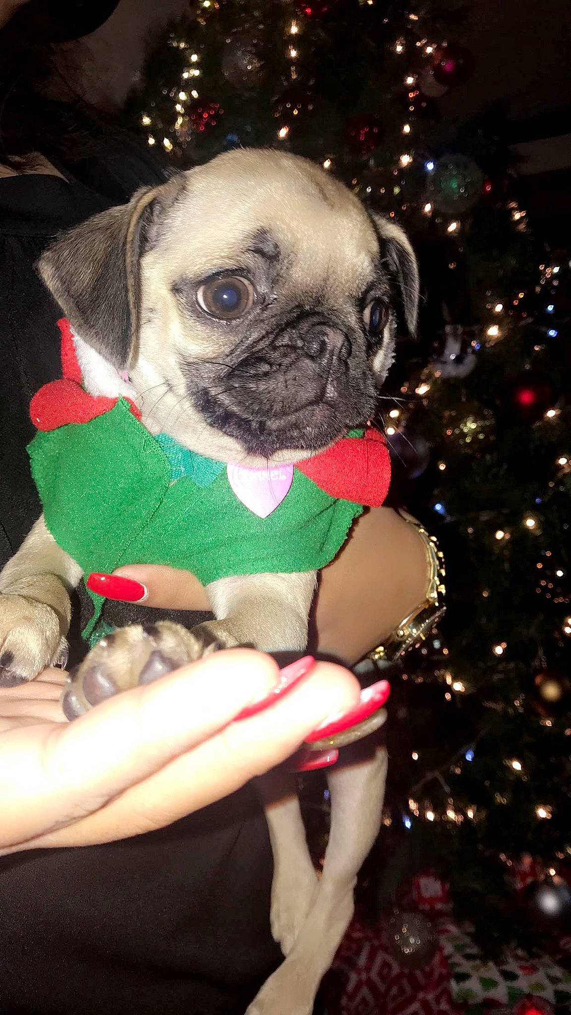Chanel is registered to the contest to win money with this photo: canidae, carnivore, christmas_tree, companion_dog, dog, dog_breed, event, evergreen, fawn, fur, holiday, ornament, plant, pug, snout, thigh, toy_dog, tree, working_animal, wrinkle