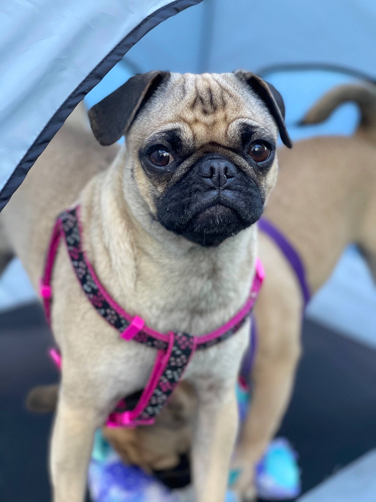Chanel is registered to the contest to win money with this photo: canidae, carnivore, collar, companion_dog, dog, dog_breed, dog_collar, electric_blue, fawn, fur, leash, mammal, pug, purple, snout, sporting_group, toy_dog, whiskers, working_animal, wrinkle