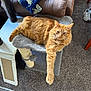 blanket, brown, carpet, cat, cat_tree, couch, cozy, floor, fur, furniture, ginger_cat, home, indoor, orange, paw, pet, relaxed, scratching_post, stretching, toy
