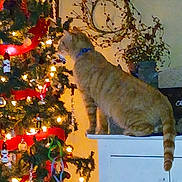 Cosmo joined the competition — help win amazing prizes! cabinet, cat, christmas, christmas_tree, curious, decorations, feline, festive, greenery, heart_cutout, holiday, holiday_decor, indoor, lights, orange_tabby, ornaments, pet, plant, ribbons, wall_art