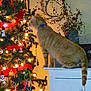 cabinet, cat, christmas, christmas_tree, curious, decorations, feline, festive, greenery, heart_cutout, holiday, holiday_decor, indoor, lights, orange_tabby, ornaments, pet, plant, ribbons, wall_art