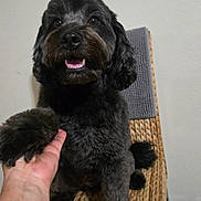 Negro joined the competition — help win amazing prizes! dog, black_dog, pet, animal, chair, hand, indoor, cute, fur, paw, smiling, happy, looking_up, wicker_chair, domestic_animal, companion, friendship, interaction, home, floor