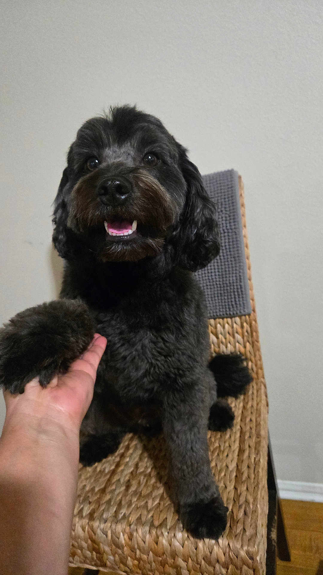 Negro joined the competition — help win amazing prizes! dog, black_dog, pet, animal, chair, hand, indoor, cute, fur, paw, smiling, happy, looking_up, wicker_chair, domestic_animal, companion, friendship, interaction, home, floor