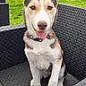 animal, black_chair, canine, chair, collar, cute, daylight, dog, ears, garden, grass, husky, nature, outdoor, pet, playful, puppy, sitting, tongue_out, young_dog