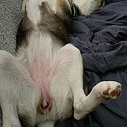 Becky a rejoint le concours — aidez-le/la à gagner de superbes lots ! animal, blanket, canine, casual, collar, comfort, couch, cozy, dog, fur, home, indoor, lying_down, paw, pet, relaxed, resting, sleeping, sprawled, tablet