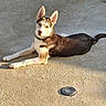 Becky a rejoint le concours — aidez-le/la à gagner de superbes lots ! alert, animal, canine, collar, concrete, daylight, dog, ears, fur, husky, laying_down, outdoor, pet, portrait, puppy, resting, shadow, sunlight, tail, young