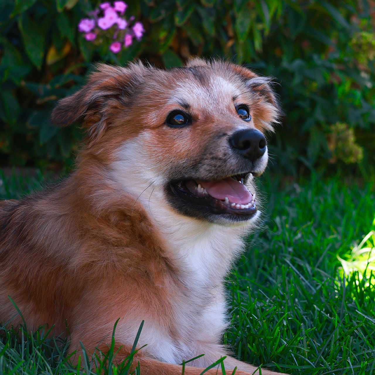 Rocky joined the competition — help win amazing prizes! animal, canine, cockerspaniel, collie, dog, eskimodog, flower, geranium, goldenretriever, grass, husky, lawn, papillon, pet, plant, puppy, redwolf, sphere, terrier, wolf