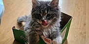 Misty is registered to the contest to win money with this photo: animal, box, cat, cute, domestic_cat, feline, fluffy, fur, gray_cat, indoor, kitten, paws, pet, playful, small_box, tongue_out, whiskers, white_paws, wooden_floor, young_cat
