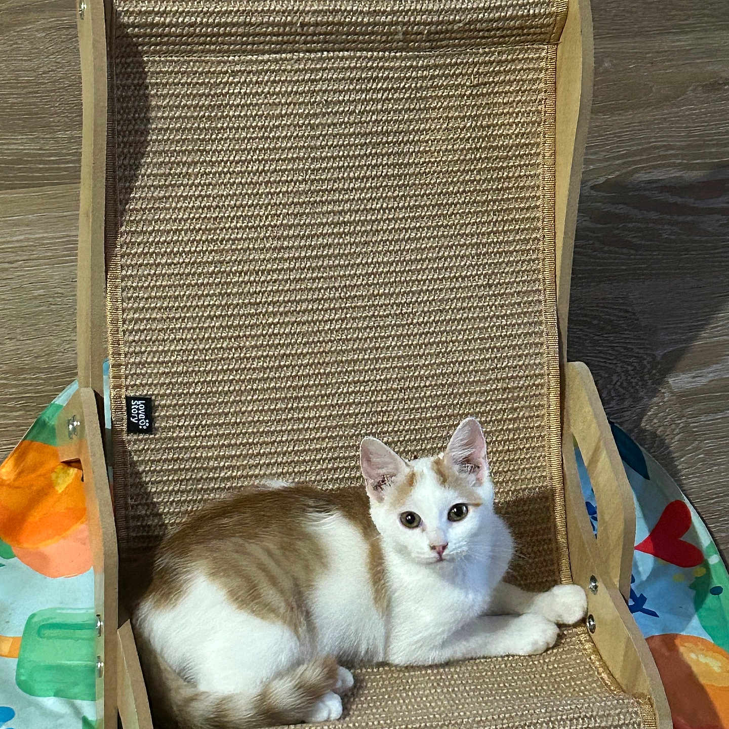 Petit Bout a rejoint le concours — aidez-le/la à gagner de superbes lots ! cat, indoor, chair, scratcher, pet, animal, white, brown, cute, relaxed, looking, furniture, colorful, pattern, floor, wood, playful, cozy, resting, domestic