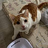 cat, orange_cat, white_cat, mattress, butterfly_pattern, floor, plastic_bowl, cable, curious, indoor, pet, animal, looking_up, whiskers, ears, tail, fur, domestic_cat, cute, eyes