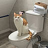 Ulioth a rejoint le concours — aidez-le/la à gagner de superbes lots ! cat, toilet, bathroom, tile_wall, cardboard_box, toilet_paper, floor, orange_cat, white_cat, pet, animal, feline, domestic_cat, box, blanket, trash_can, plumbing, indoor, curious, sitting