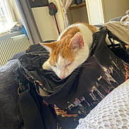 Ulioth participe au concours pour gagner de l'argent avec cette photo : cat, sleeping, orange_and_white, bag, cityscape_print, blanket, curtain, window, indoor, cozy, furniture, pet, resting, domestic_animal, soft_texture, relaxation, home, comfortable, animal, fur