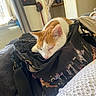cat, sleeping, orange_and_white, bag, cityscape_print, blanket, curtain, window, indoor, cozy, furniture, pet, resting, domestic_animal, soft_texture, relaxation, home, comfortable, animal, fur