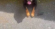 Tayron participe au concours pour gagner de l'argent avec cette photo : dog, rottweiler, animal, pet, canine, outdoor, pavement, concrete_wall, lying_down, tongue_out, black_and_tan, leash, sunlight, shadow, social_media, screenshot, text_overlay, notification, music_caption, happy