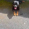 dog, rottweiler, animal, pet, canine, outdoor, pavement, concrete_wall, lying_down, tongue_out, black_and_tan, leash, sunlight, shadow, social_media, screenshot, text_overlay, notification, music_caption, happy