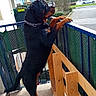 Tayron participe au concours pour gagner de l'argent avec cette photo : dog, rottweiler, balcony, outdoor, urban, building, railing, pet, canine, curious, standing, fence, chain_collar, side_view, street, parking, tree, daylight, concrete, metal