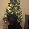 Tayron a rejoint le concours — aidez-le/la à gagner de superbes lots ! dog, rottweiler, christmas_tree, ornaments, lights, indoor, tile_floor, holiday, decoration, festive, brown, black, pet, calm, sitting, wall, furniture, celebration, tree_stand, evening