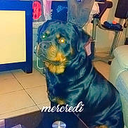 Tayron a rejoint le concours — aidez-le/la à gagner de superbes lots ! rottweiler, dog, pet, indoor, living_room, furniture, laundry, clothes, tile_floor, table, remote_control, book, flash, reflection, domestic, animal, companion, home, casual, text_overlay