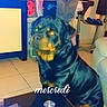 rottweiler, dog, pet, indoor, living_room, furniture, laundry, clothes, tile_floor, table, remote_control, book, flash, reflection, domestic, animal, companion, home, casual, text_overlay
