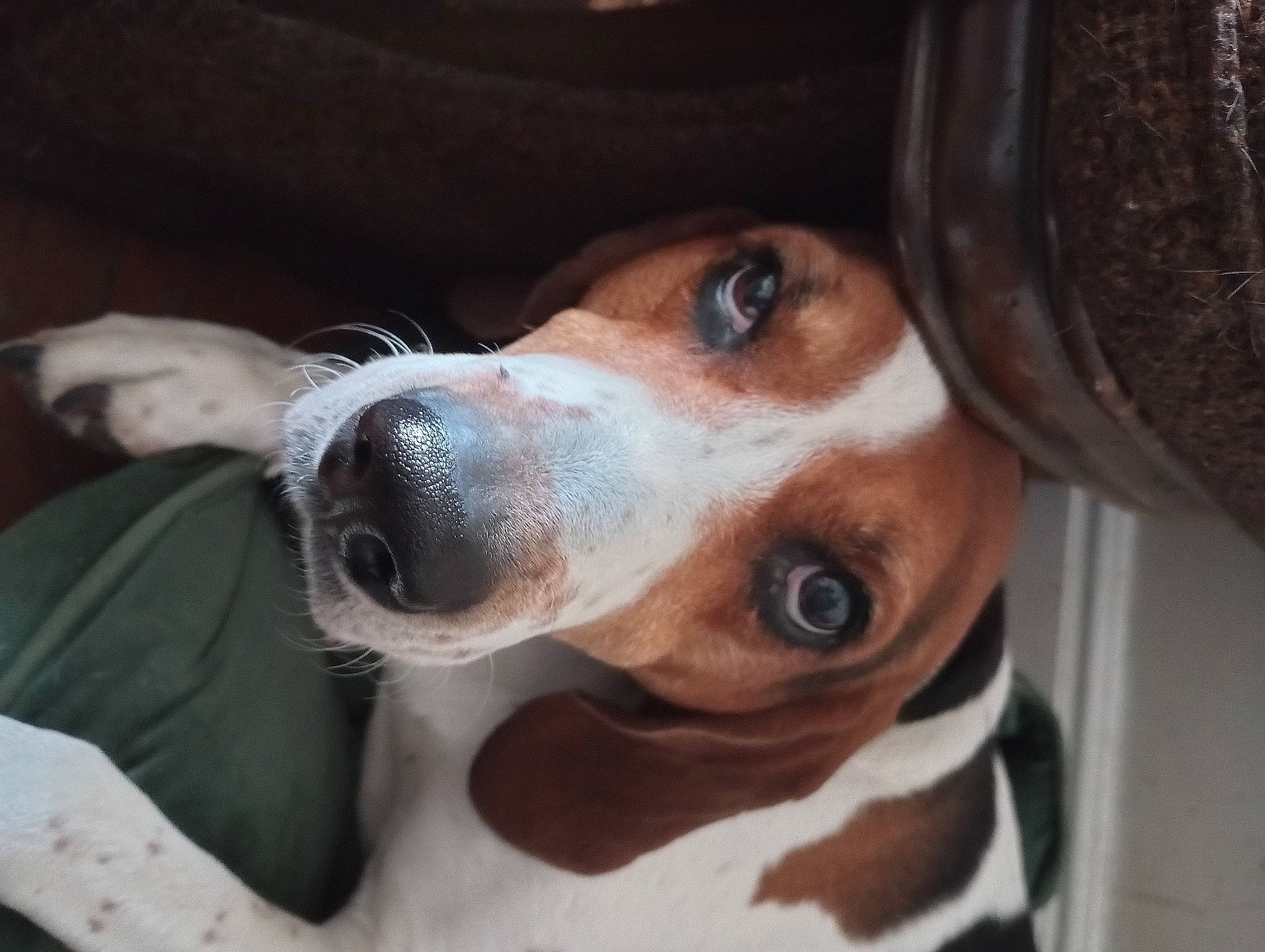 Sweetpea is registered to the contest to win money with this photo: canidae, carnivore, collar, companion_dog, dog, dog_breed, ear, fawn, hound, hunting_dog, scent_hound, snout, sporting_group, whiskers, working_animal