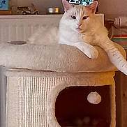 Caramel participe au concours pour gagner de l'argent avec cette photo : cat, cats, feline, cream_cat, white_cat, sitting, lounging, paw, whiskers, ears, eyes, fur, pet, indoors, living_room, cat_tree, scratching_post, cubby, furniture, relaxed