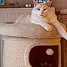 cat, cats, feline, cream_cat, white_cat, sitting, lounging, paw, whiskers, ears, eyes, fur, pet, indoors, living_room, cat_tree, scratching_post, cubby, furniture, relaxed