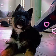 Rocky participe au concours pour gagner de l'argent avec cette photo : puppy, dog, indoor, floor, tile, black_fur, brown_fur, blue_eye, lying_down, pet, cute, sparkles, hearts, cozy, furniture, couch, person, pants, casual, home