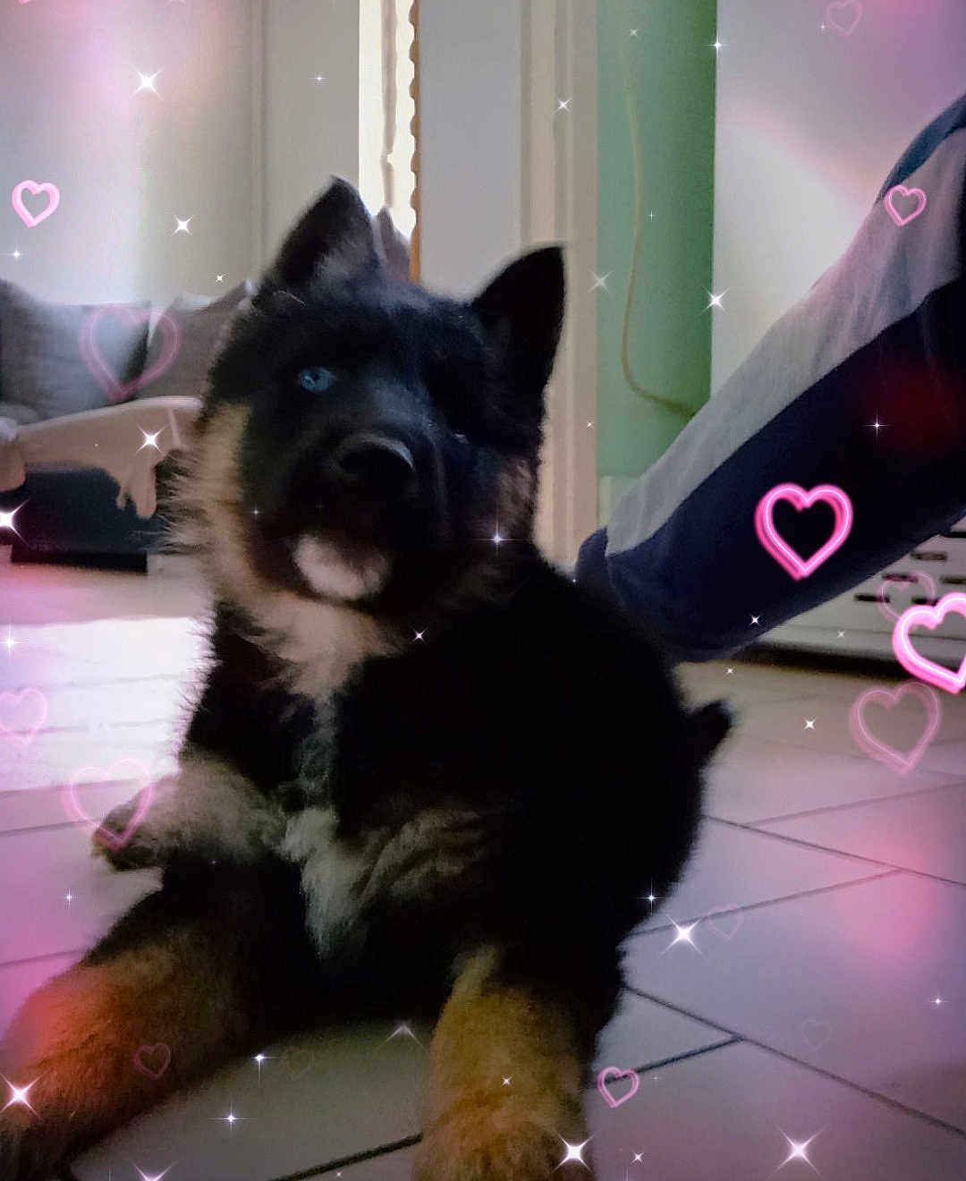 Rocky participe au concours pour gagner de l'argent avec cette photo : puppy, dog, indoor, floor, tile, black_fur, brown_fur, blue_eye, lying_down, pet, cute, sparkles, hearts, cozy, furniture, couch, person, pants, casual, home