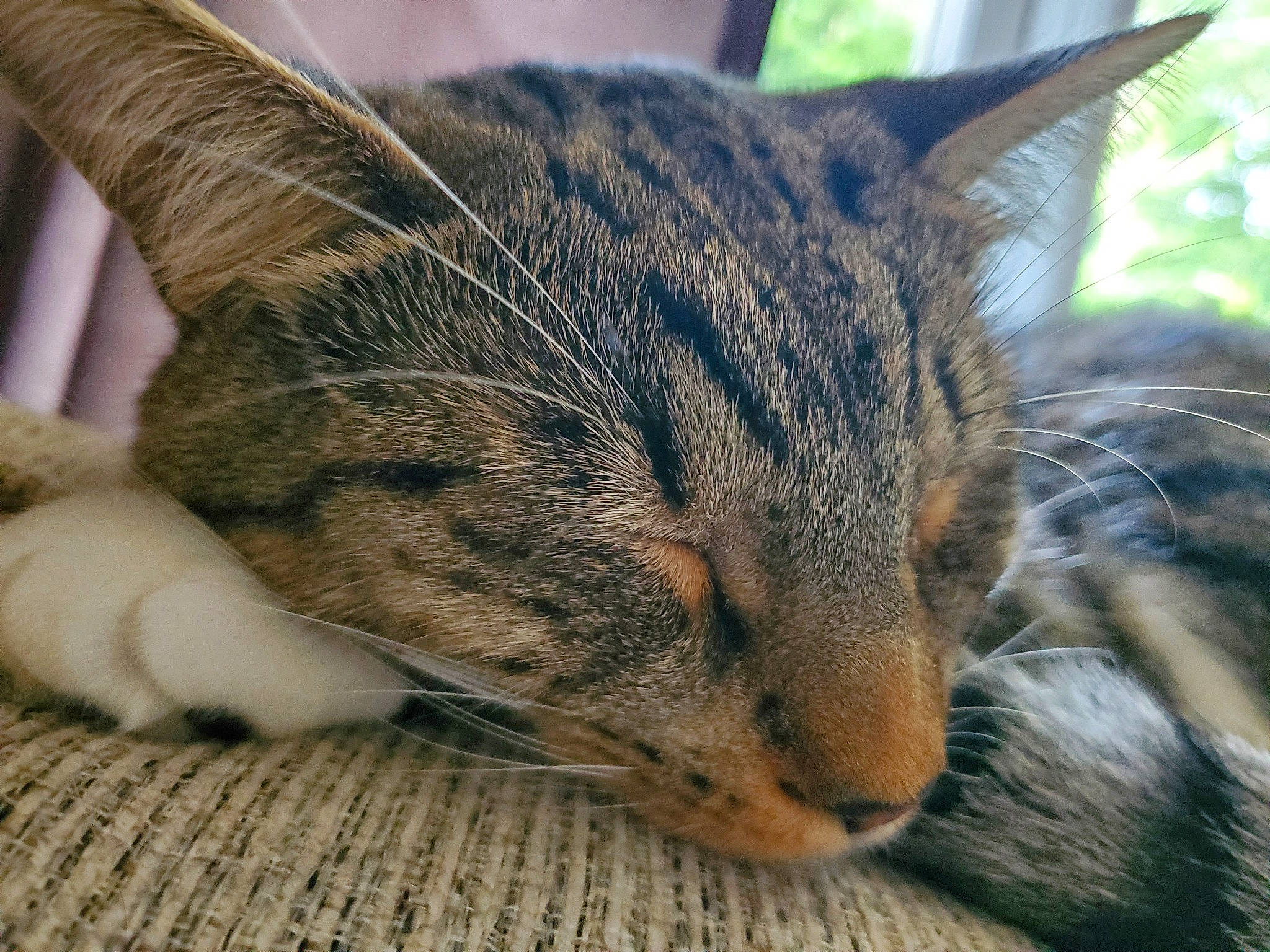 Chip is registered to the contest to win money with this photo: bored, carnivore, cat, claw, comfort, domestic_short_haired_cat, ear, eye, felidae, fur, grass, nap, paw, sitting, sleep, small_to_medium_sized_cats, snout, tree, whiskers, wildlife