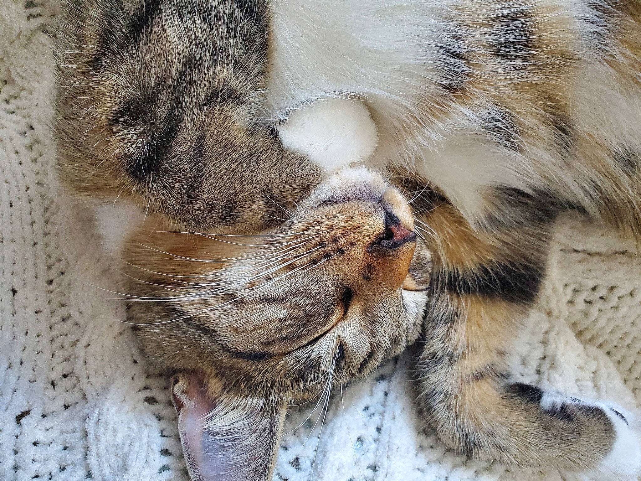 Chip is registered to the contest to win money with this photo: carnivore, cat, claw, close_up, comfort, domestic_short_haired_cat, fawn, felidae, fur, grass, nap, paw, sleep, small_to_medium_sized_cats, snout, tail, terrestrial_animal, whiskers, wildlife, wood