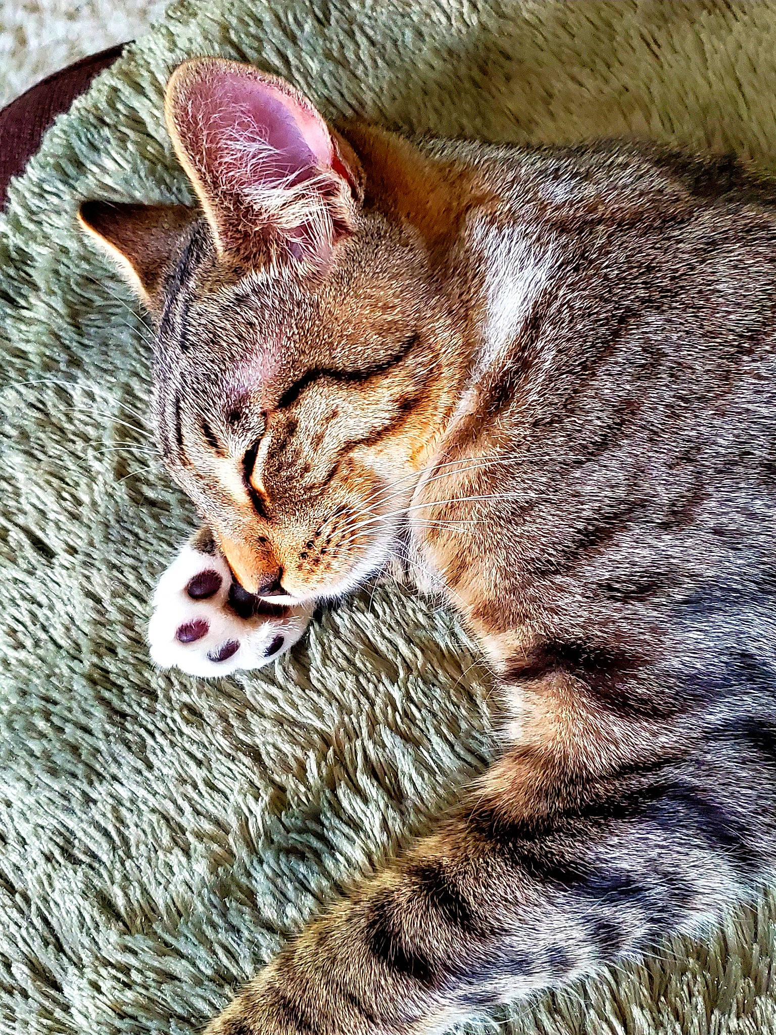 Chip is registered to the contest to win money with this photo: carnivore, cat, claw, domestic_short_haired_cat, eye, fawn, felidae, fur, grass, paw, sitting, small_to_medium_sized_cats, snout, tail, terrestrial_animal, whiskers, wild_cat, wildlife