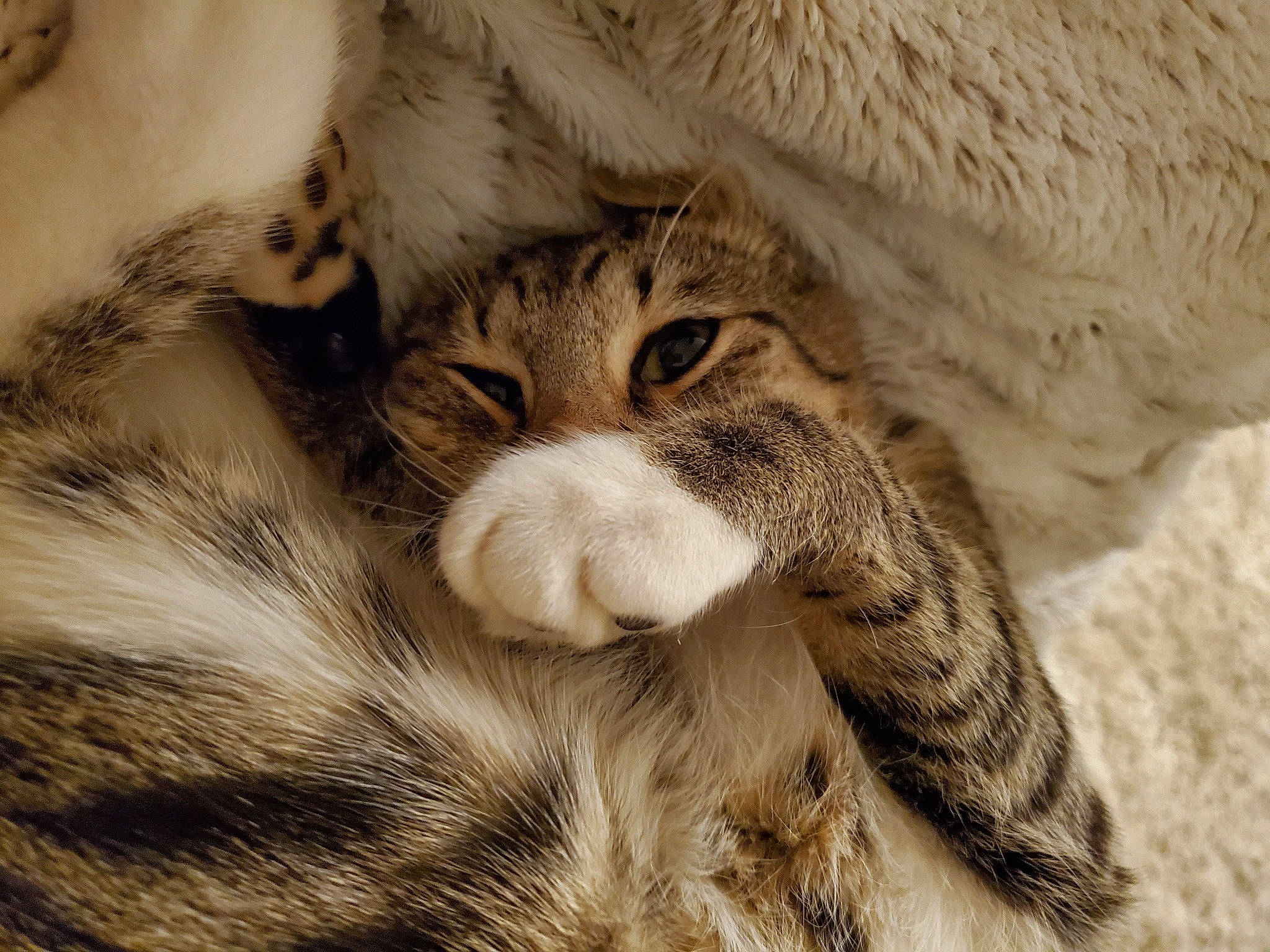 Chip is registered to the contest to win money with this photo: carnivore, cat, claw, comfort, domestic_short_haired_cat, fawn, felidae, fur, mammal, nap, paw, sleep, small_to_medium_sized_cats, snout, tail, terrestrial_animal, vertebrate, whiskers