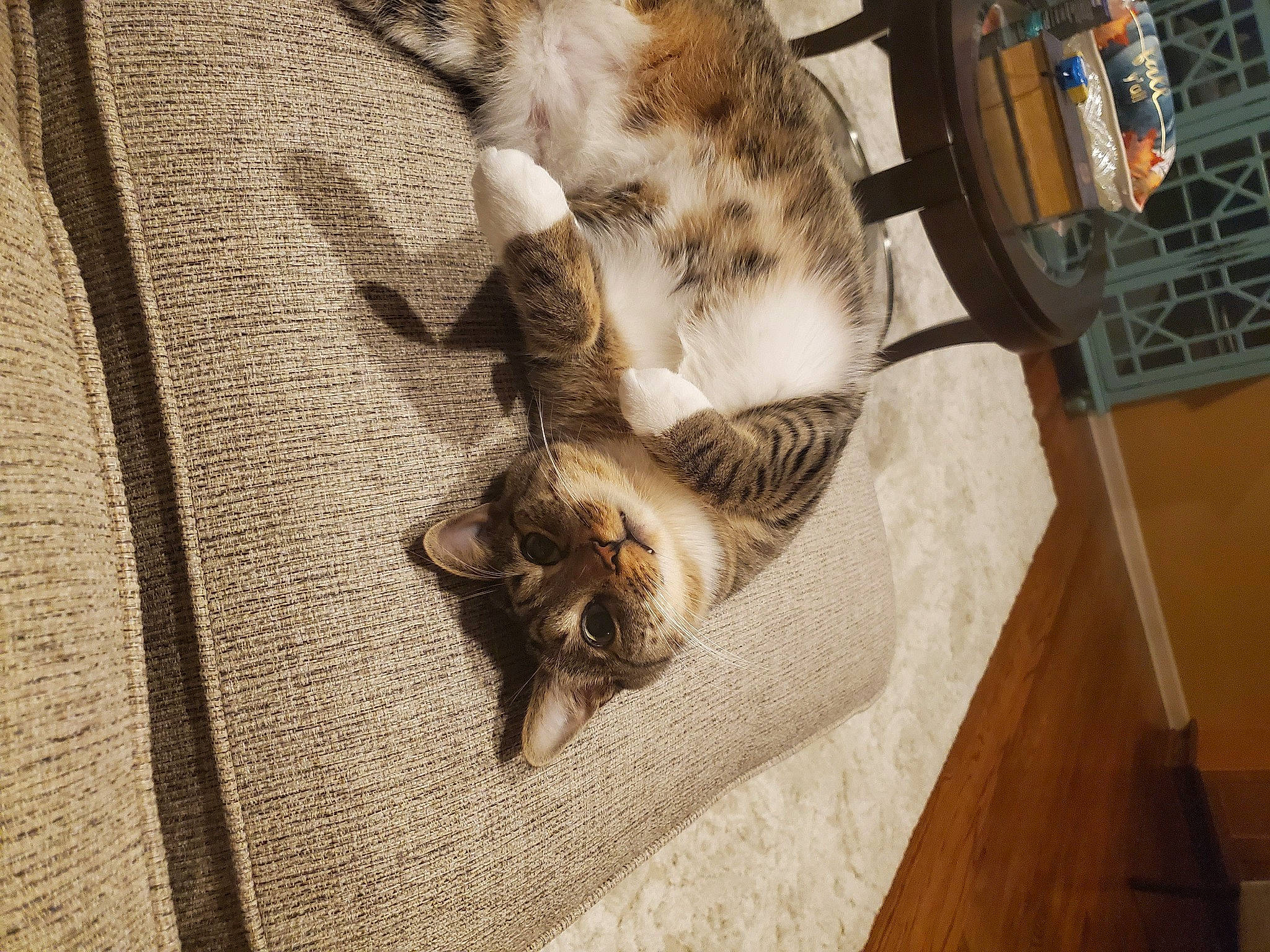 Chip is registered to the contest to win money with this photo: canidae, carnivore, cat, claw, comfort, dog_breed, domestic_short_haired_cat, fawn, felidae, flooring, fur, hardwood, linens, mammal, small_to_medium_sized_cats, sporting_group, tail, tree, whiskers, wood