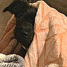 Pearl joined the competition — help win amazing prizes! dog, puppy, black_dog, pet, animal, blanket, peach_blanket, sleeping, cozy, indoors, couch, snuggling, resting, dark_fur, portrait, closeup, home, soft_texture, cute, relaxed