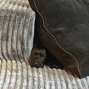 Pearl joined the competition — help win amazing prizes! puppy, dog, pet, animal, face, eyes, paws, black_fur, small_dog, hiding, blanket, bedding, cozy, indoors, home, portrait, cute, curious, cuddle, textile