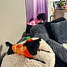 dogs, puppies, black_dogs, small_dogs, pet_clothing, pink_outfit, orange_shirt, couch, sofa, cushion, blanket, fluffy_bed, indoor, living_room, cozy, relaxing, sleeping, guitar, curtains, home_decor
