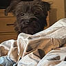 Pearl is registered to the contest to win money with this photo: dog, canine, pet, portrait, scruffy, fluffy, brown_fur, black_fur, long_hair, alert, indoors, bed, blanket, bedding, bedroom, home, furniture, warm_lighting, peeking, cute