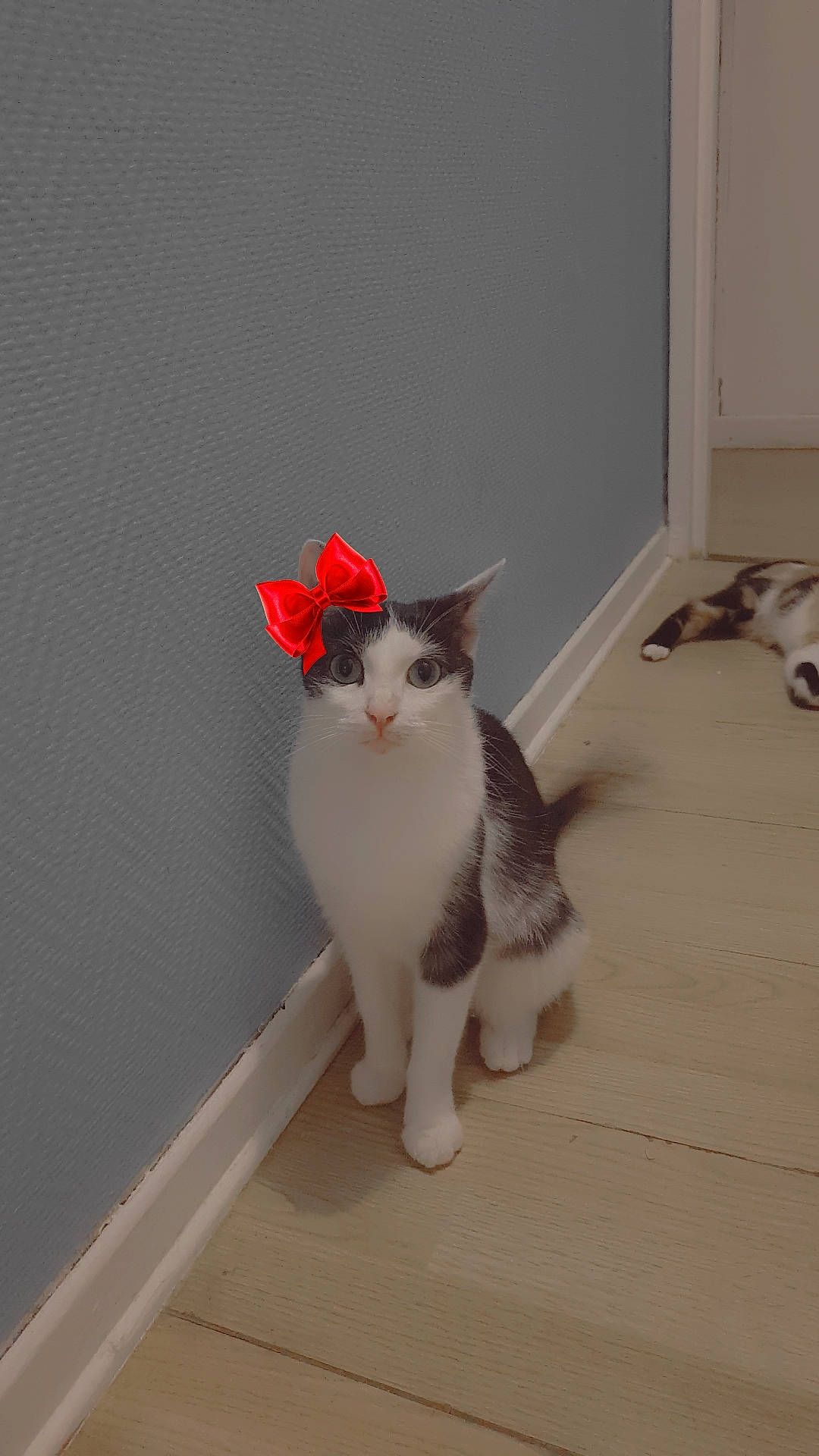 Clochette a rejoint le concours — aidez-le/la à gagner de superbes lots ! carmine, carnivore, cat, domestic_short_haired_cat, door, fawn, felidae, flooring, fur, grey, hardwood, human_leg, paw, room, small_to_medium_sized_cats, snout, tail, whiskers, window, wood