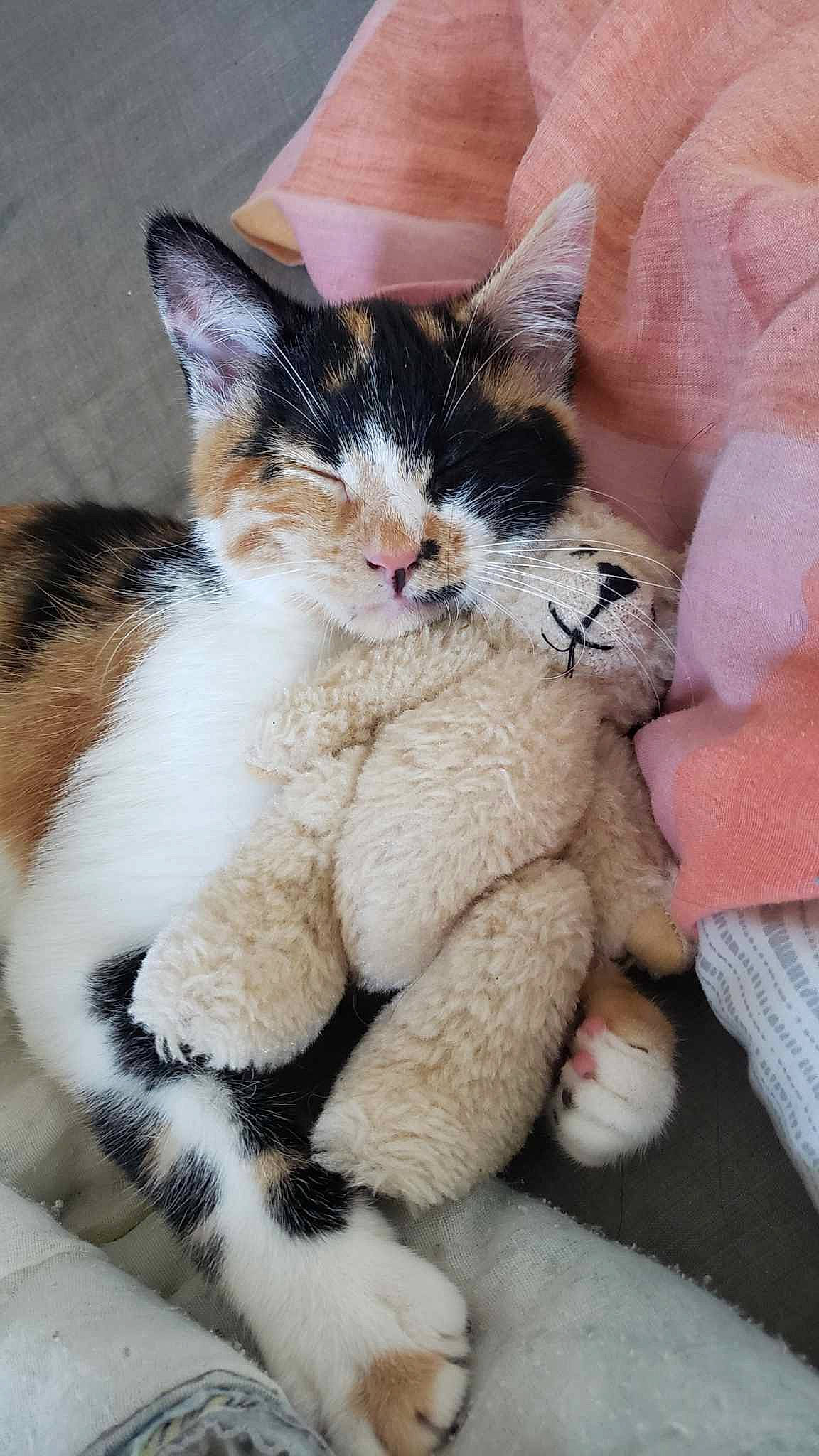 Nala a rejoint le concours — aidez-le/la à gagner de superbes lots ! art, carnivore, cat, claw, comfort, domestic_short_haired_cat, eye, fawn, felidae, foot, fur, hair, head, paw, small_to_medium_sized_cats, snout, tail, terrestrial_animal, toy, whiskers