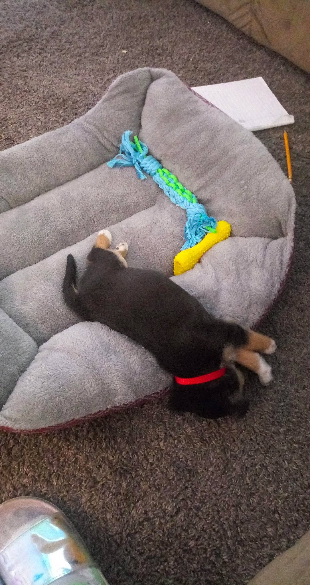 Gunnie is registered to the contest to win money with this photo: canidae, carnivore, collar, comfort, companion_dog, dog, dog_breed, dog_supply, fawn, fur, grey, kitchen_utensil, linens, non_sporting_group, pet_supply, spoon, sporting_group, tableware, tail, working_animal