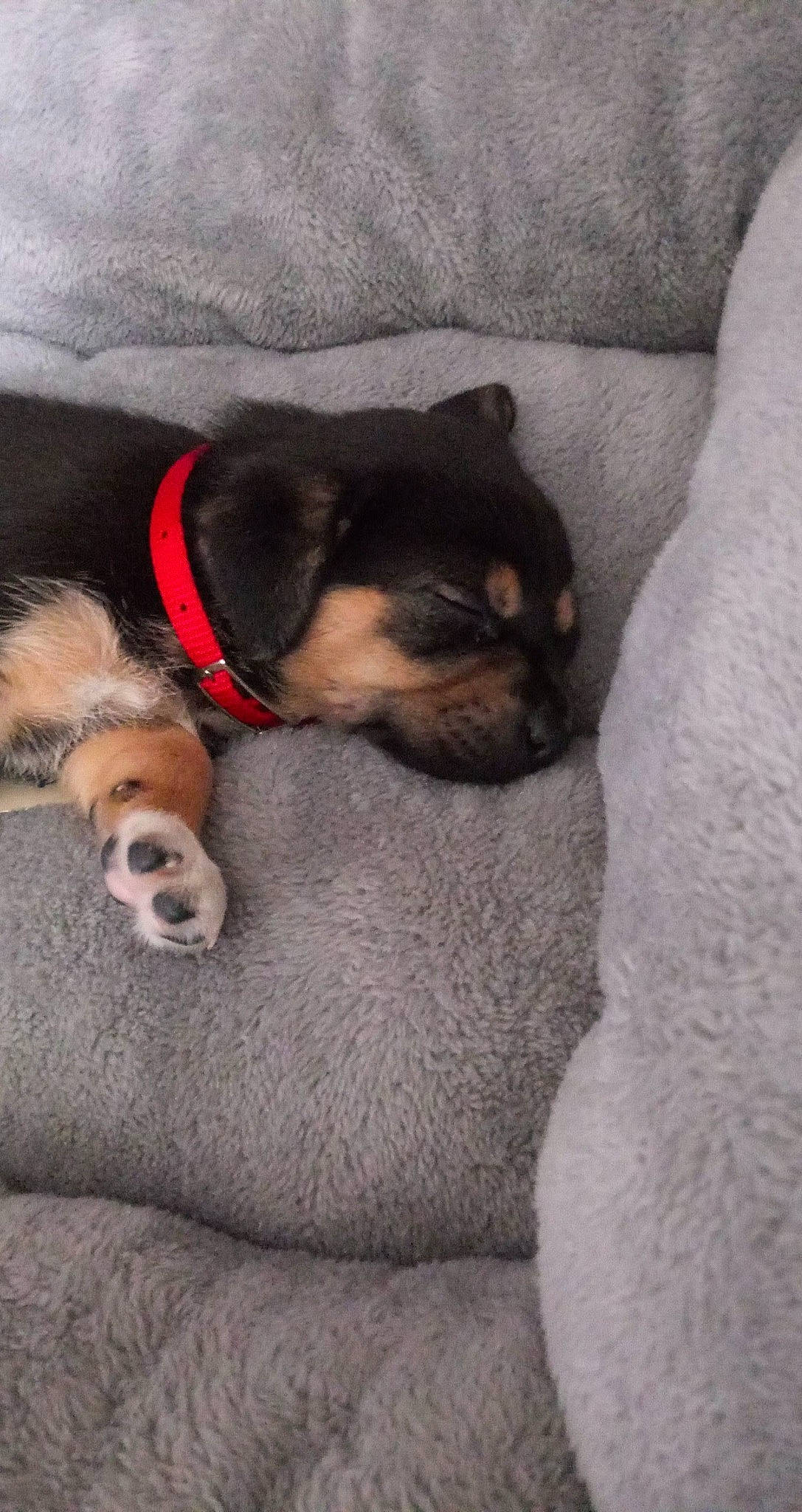 Gunnie is registered to the contest to win money with this photo: canidae, carnivore, comfort, companion_dog, dog, dog_breed, fawn, fur, grey, guard_dog, linens, nap, paw, snout, sporting_group, tail, toy_dog, whiskers, working_animal, working_dog