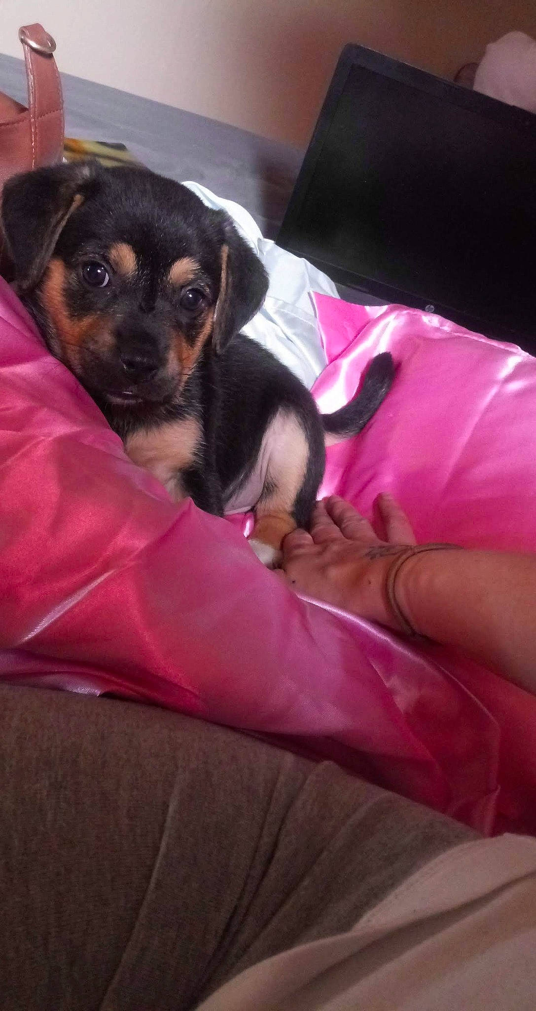 Gunnie is registered to the contest to win money with this photo: bed, canidae, carnivore, chihuahua, comfort, companion_dog, dog, dog_breed, dog_supply, fawn, fur, linens, magenta, paw, pink, purple, small_terrier, sporting_group, toy_dog, whiskers